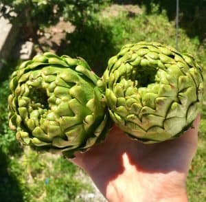 aroc değeri enginar