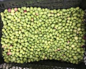 Zeytin Nasıl Kurulur, Nasıl Tatlandırılır?