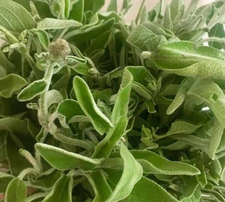 Ada Çayı Günde Ne Kadar İçilmeli? Gastrite İyi Gelir mi? Ege Pazarından