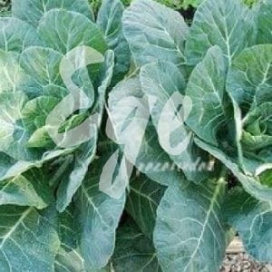 Yerel Lahana Tohumu (250 adet) Beyaz Lahana