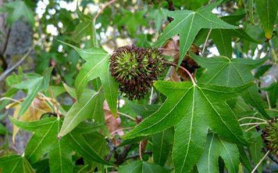 Anadolu Sığla Ağacı Nedir?