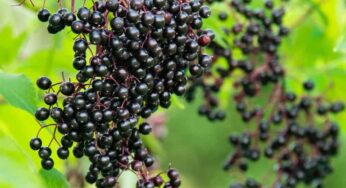 Sambucus Nigra Faydaları Neler? Nasıl Kullanılır?