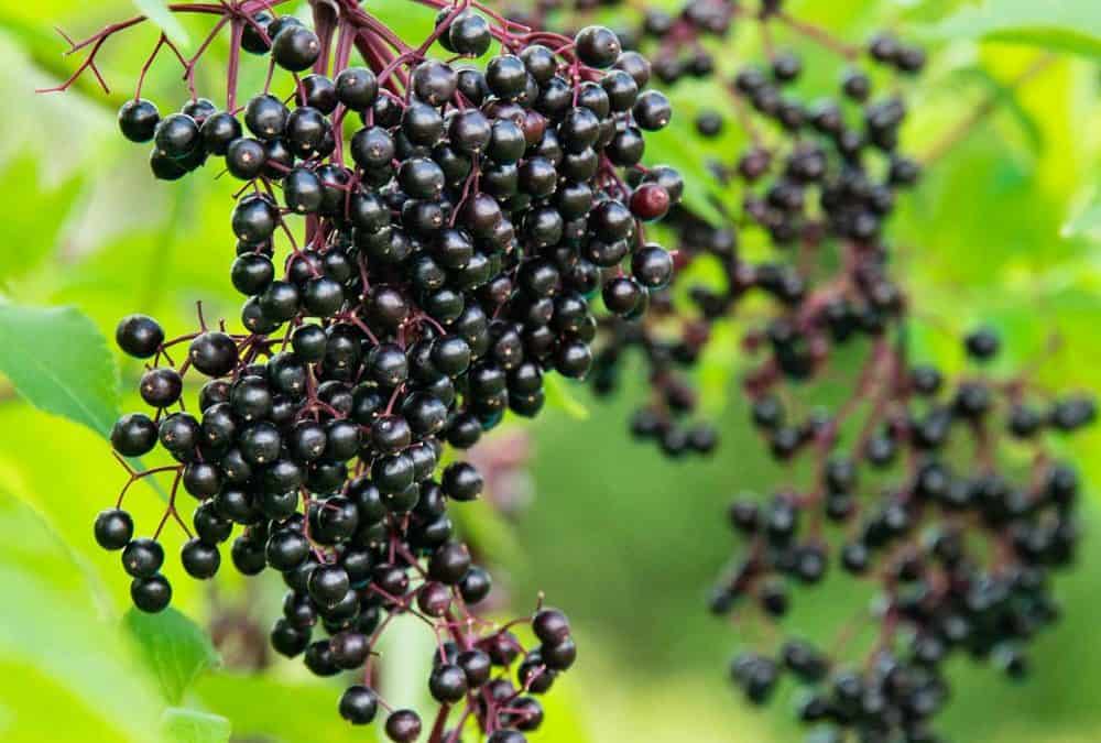 sambucus nigra nasıl kullanılır