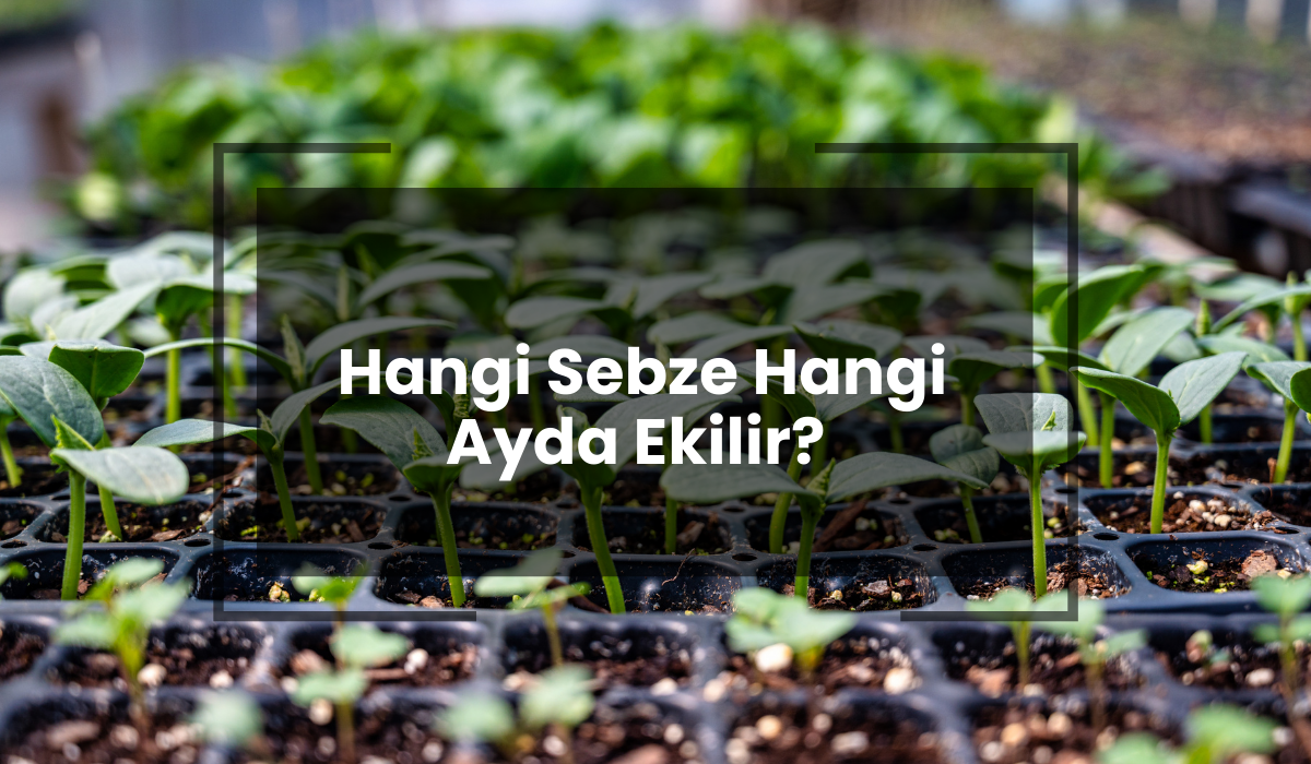 Hangi Sebze Hangi Ayda Ekilir?