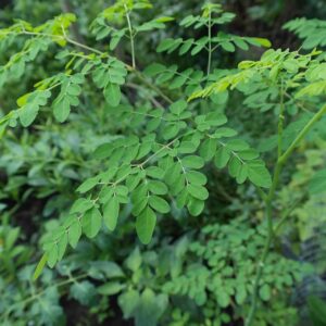 Moringa Çayı Faydaları Nelerdir? Nasıl Hazırlanır? | Ege Pazarından