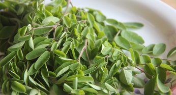 Moringa Çayı Faydaları Nelerdir? Nasıl Hazırlanır?