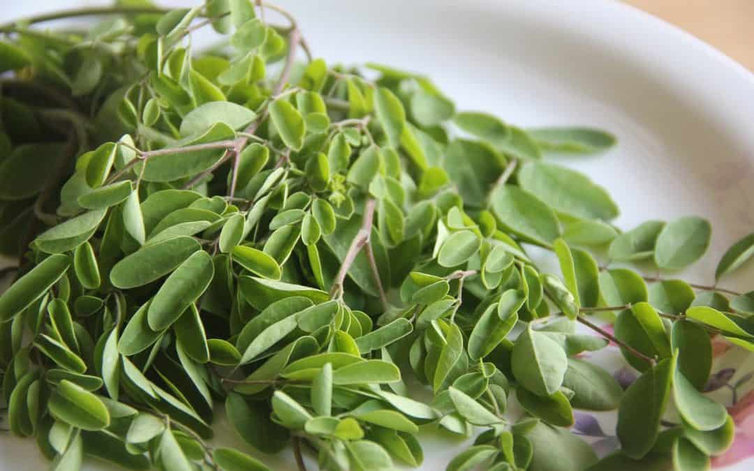 moringa çayı nasıl yapılır