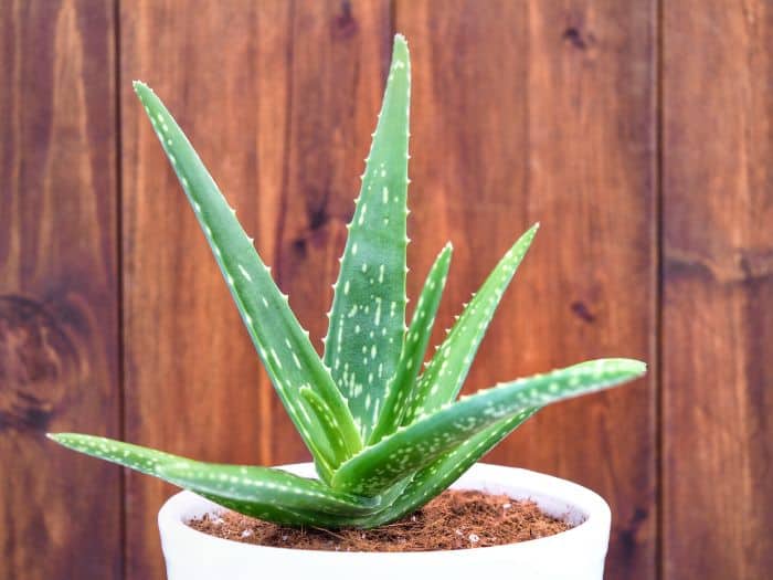 √ Terminé! bebek aloe vera 165269Aloe veralı bebek yağı faydaları