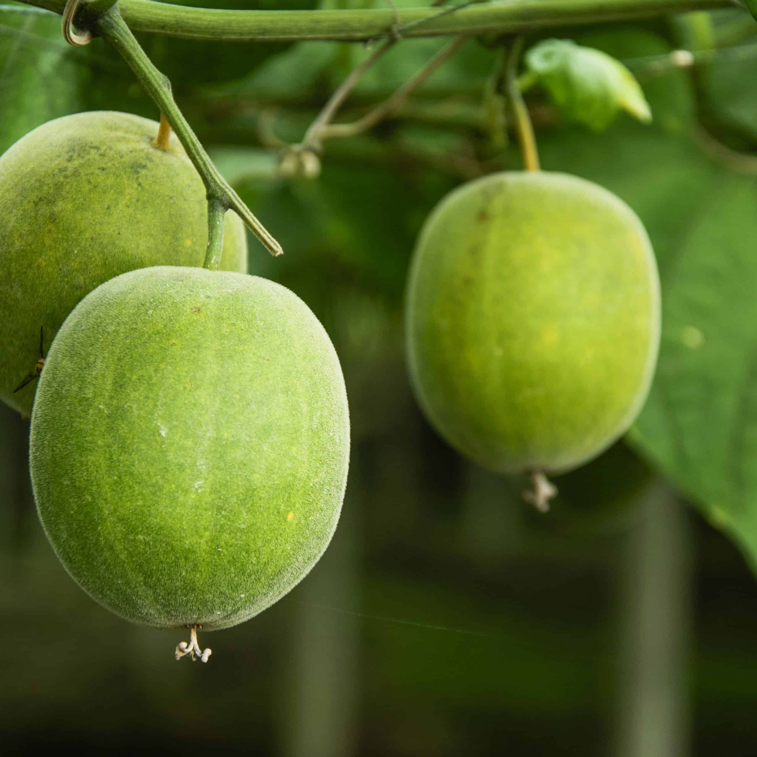 keşiş meyvesi monk fruit