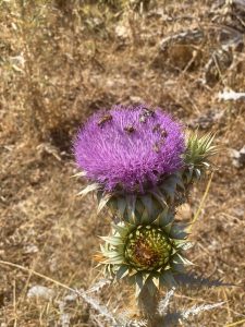 deve dikeni tohumu cilde faydaları 