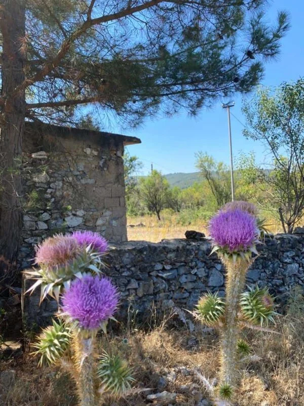 deve dikeni tohumu nasıl toplanır