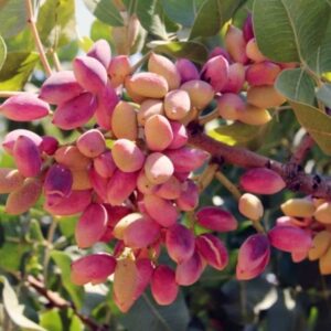 lityum orotate kullananlar