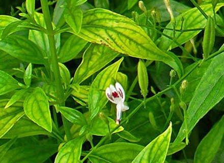 Andrographis paniculata tablet