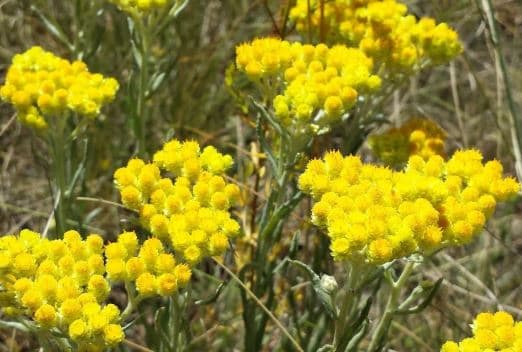 altın otu yağı nasıl yapılır