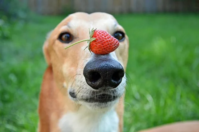 köpekler çilek yer mi