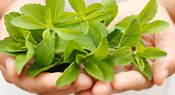 Stevia Bitkisi Nedir? Şeker Otu Nasıl Kullanılır?