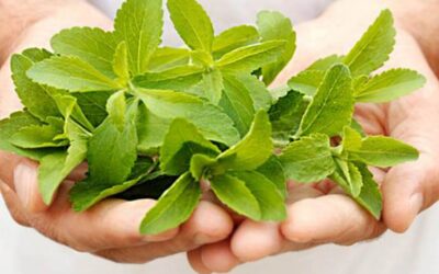 stevia sıvı tatlandırıcı