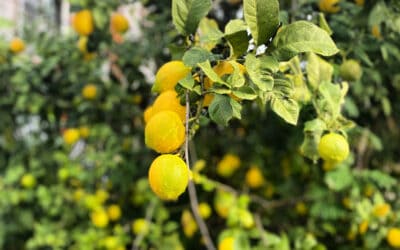 Köyceğiz’de Yaz Festivali Başlıyor: Müzik ve Lezzet Dolu 10 Gün