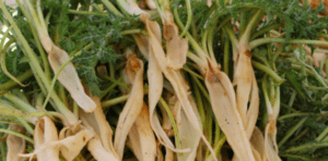 Gebelikte şevketi bostan