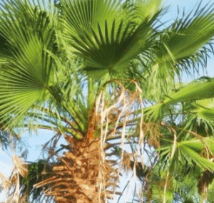 palmiye tohum 10 gr
