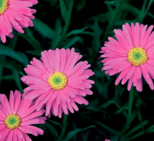 Aster çiçeği çoğaltma