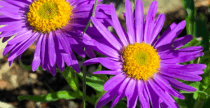 Aster çiçeği Ne Zaman Ekilir
