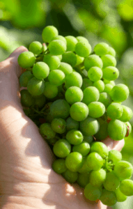 Koruk suyu nereden alınır