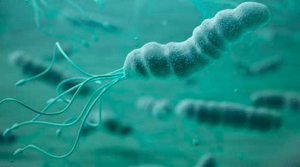 Helikobakter Pilori bitkisel tedavi