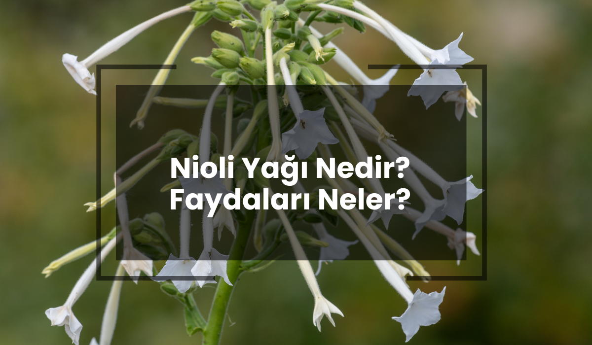 Nioli Yağı Nedir? Nioli Uçucu Yağı Faydaları Neler?