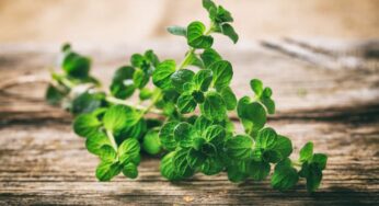 Oregano Nedir? Oregano Kekik Arasındaki Fark Nedir?