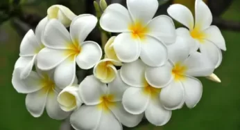 Frangipani Yağı Nedir? Faydaları Neler?