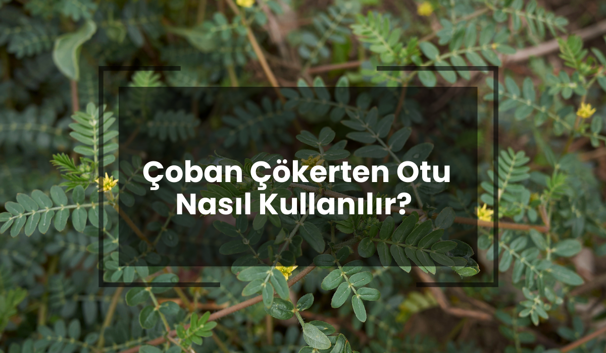 çoban çökerten nasıl kullanılır