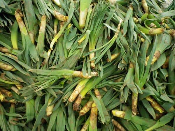 Körmen otunun faydaları