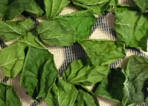 Dut yaprağının egzamaya faydaları