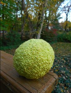 maclura pomifera özellikleri