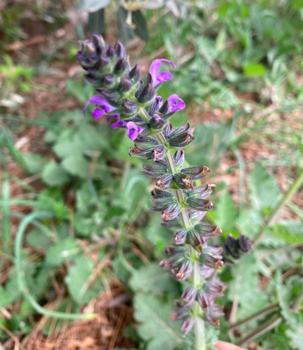 Yabani Adaçayı (Salvia verbenaca) tohumu