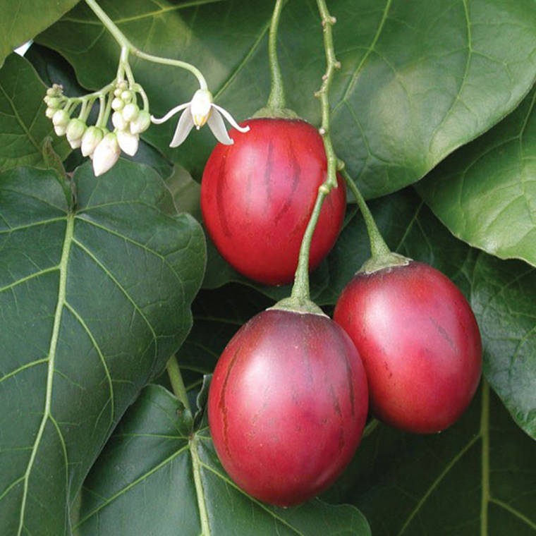 Tamarillo Domates Ağacı