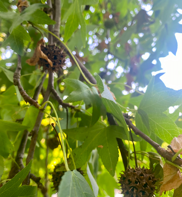 Sığla Ağacı Yaprağı Yenir mi? Faydaları Neler?