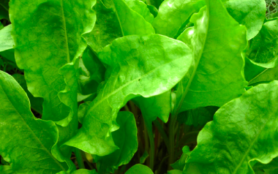 Kuzu Kulağı Kokteyl Nasıl Yapılır? Tarifler