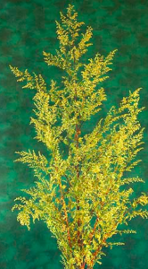 peygamber süpürgesi bitkisi