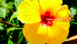  Amber çiçeği bakımı