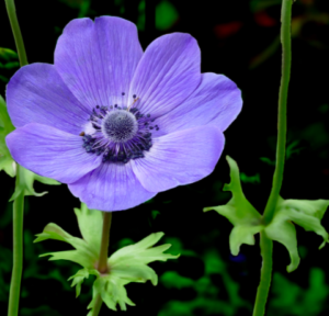  Mavi anemon yağı ekşi