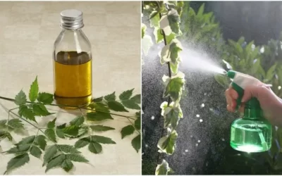 Neem Yağı Bitkilerde Nasıl Kullanılır? Tespih Ağacı Yağı