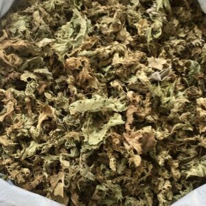bonsai shopping Bonsai Variety Grow Kit