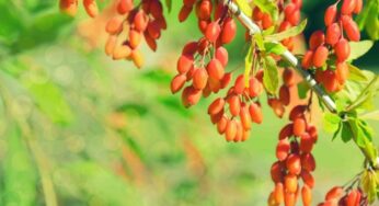 Berberis Vulgaris Nedir? Karamuk Ne İşe yarar?