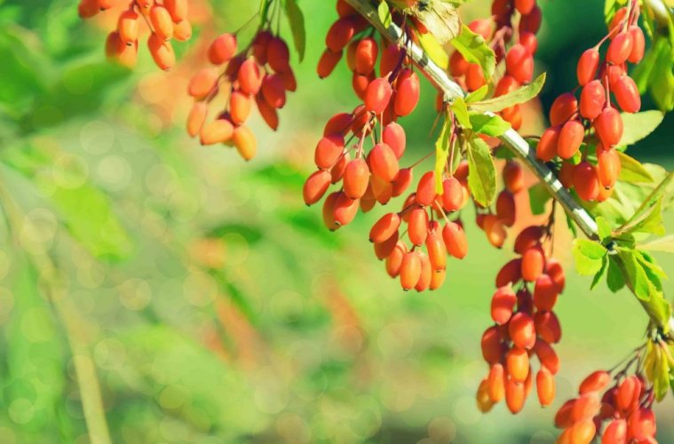 Berberis Vulgaris Kapsül