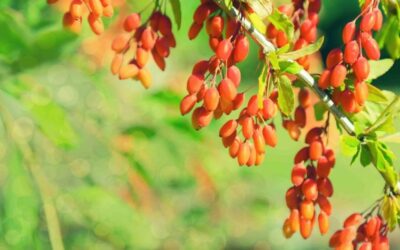 Berberis Vulgaris Nedir? Karamuk Ne İşe yarar?