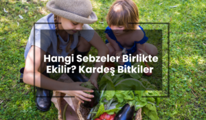 Hangi Sebzeler Birlikte Ekilir?
