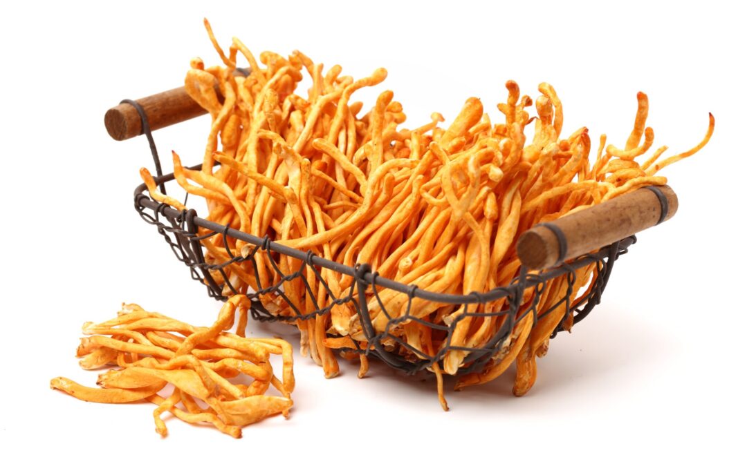 Tırtıl mantarı nerede yetişir