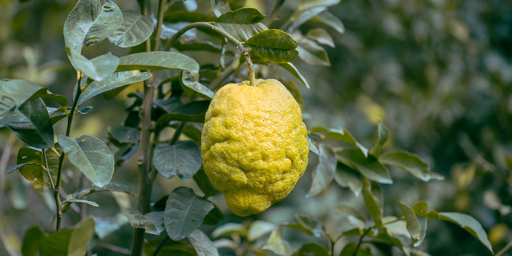 Bergamot Kabuğu Nasıl Kurutulur? Bergamut Reçeli